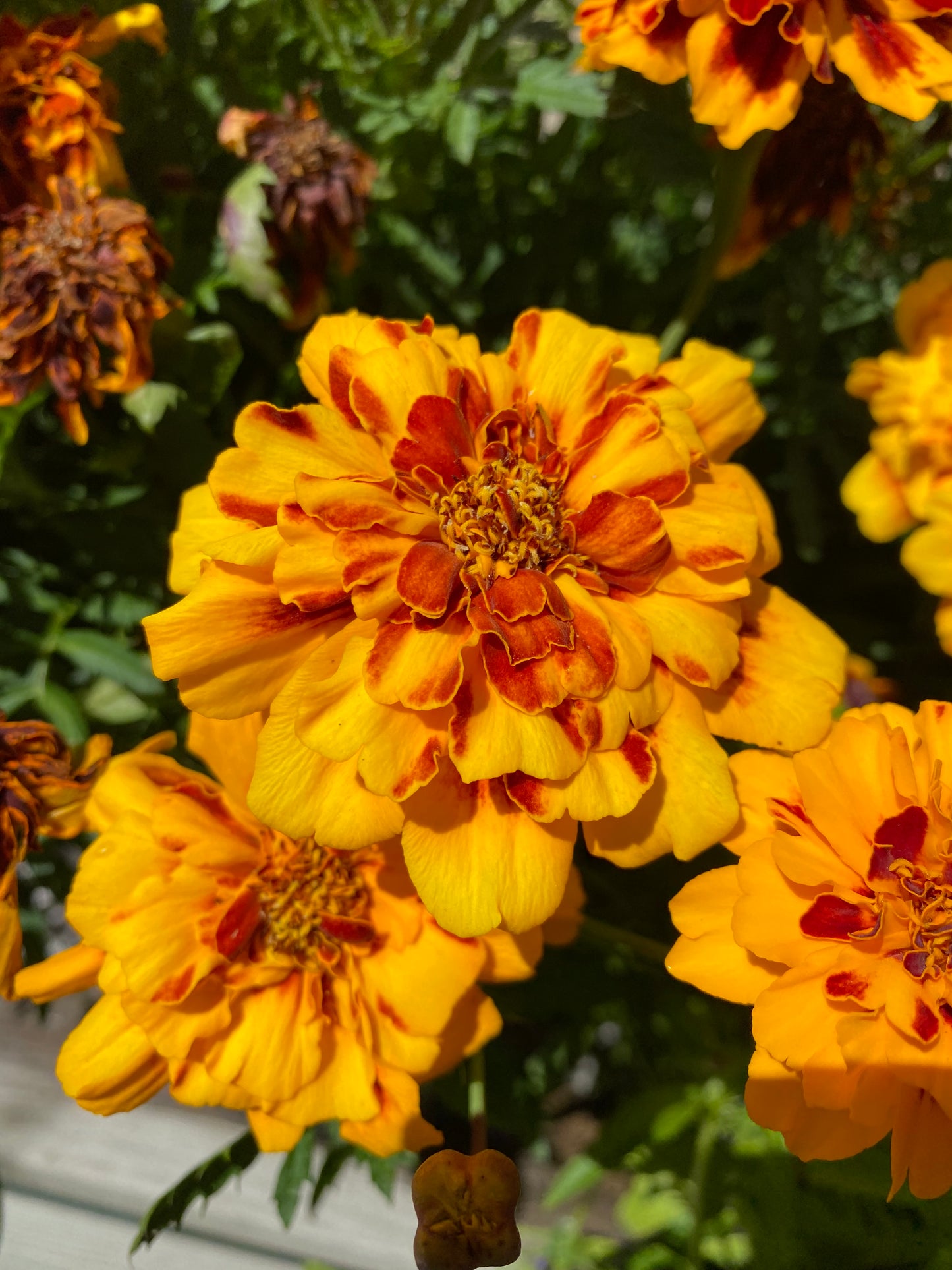 Tagetes «Goldiluxe»