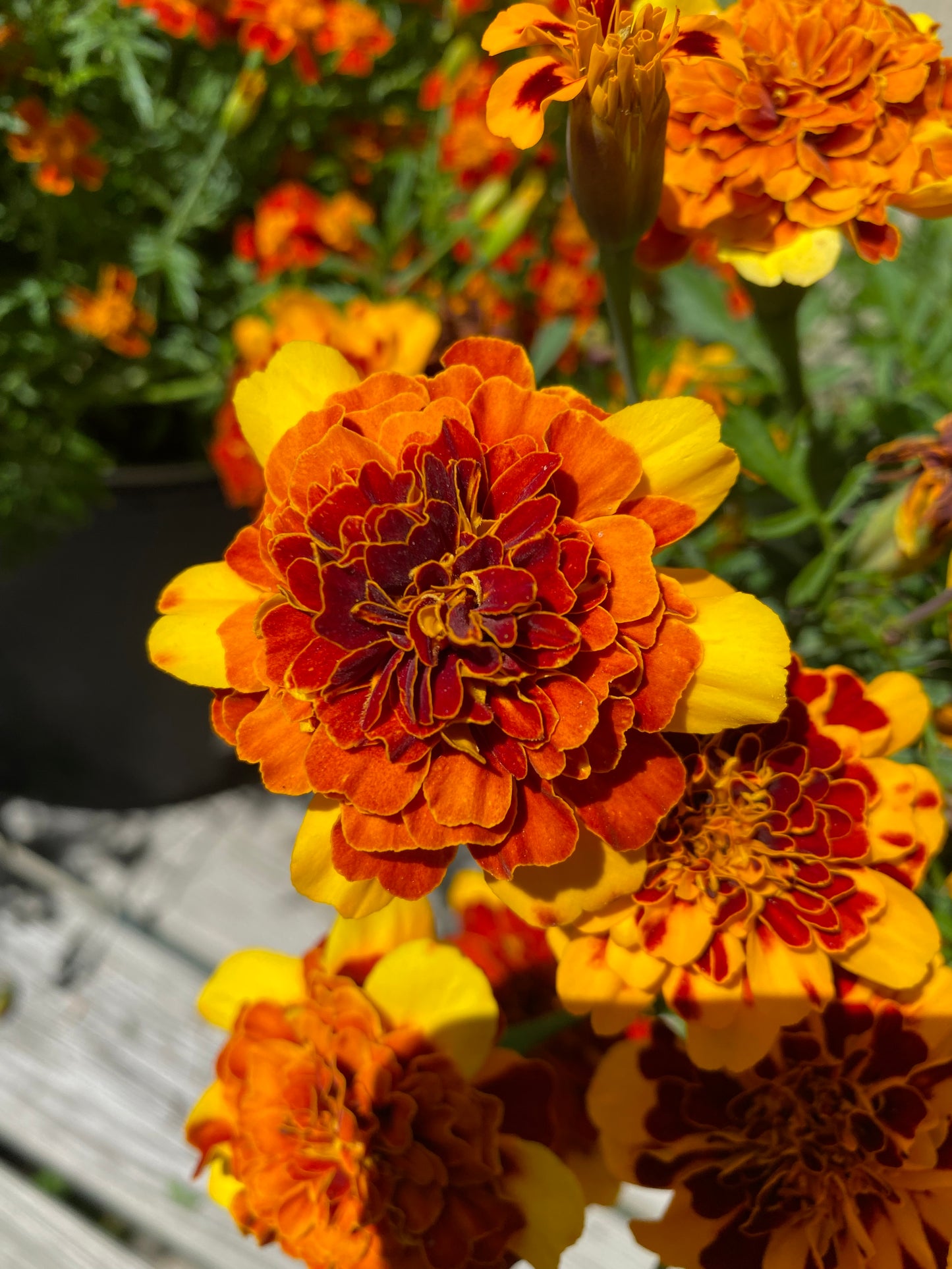 Tagetes «Goldiluxe»