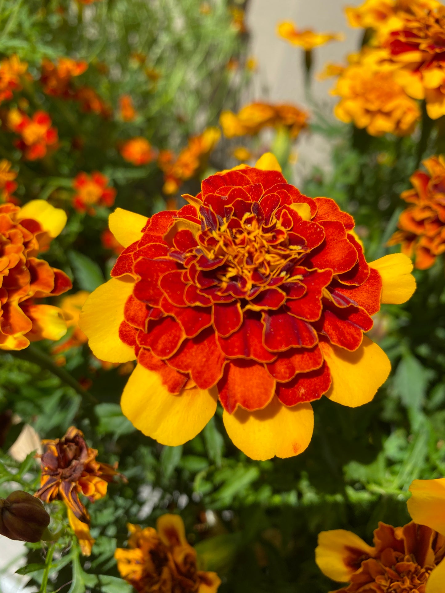 Tagetes «Goldiluxe»