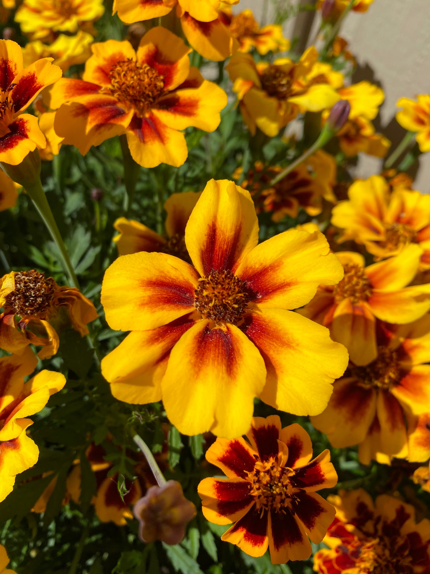 Tagetes «Goldiluxe»
