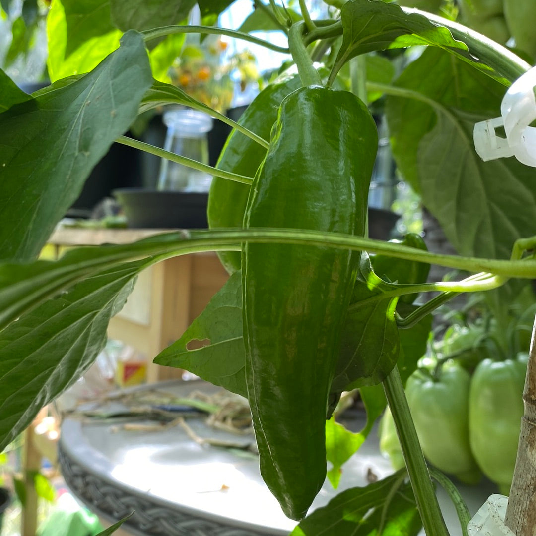 Paprika Marconi Rosso