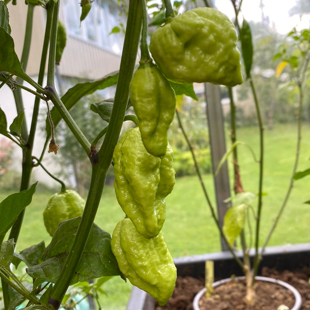 Trinidad moruga scorpion