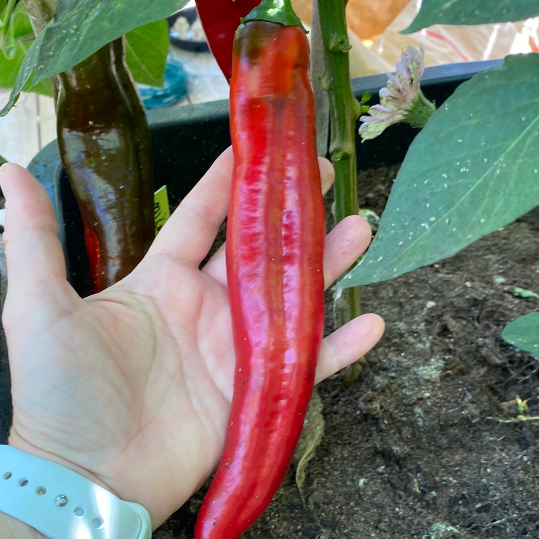 Paprika Marconi Rosso