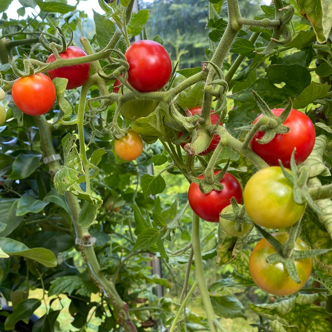 Gardener’s delight tomat