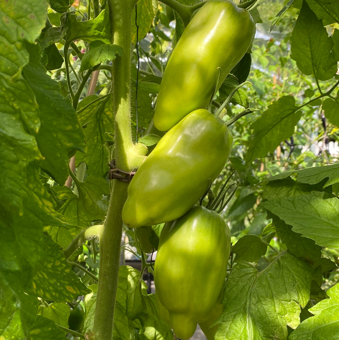 San Marzano Redorta saustomat