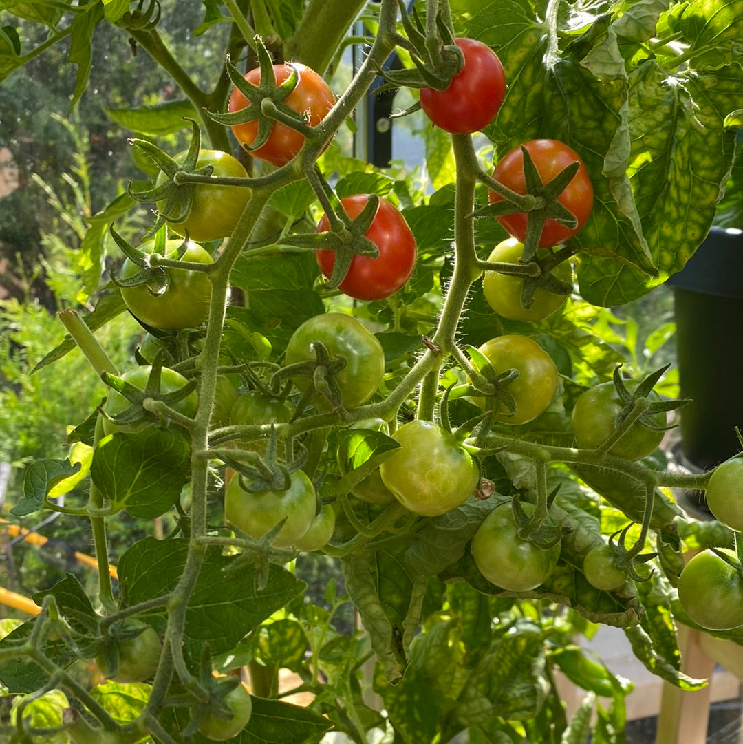 Gardener’s delight tomat