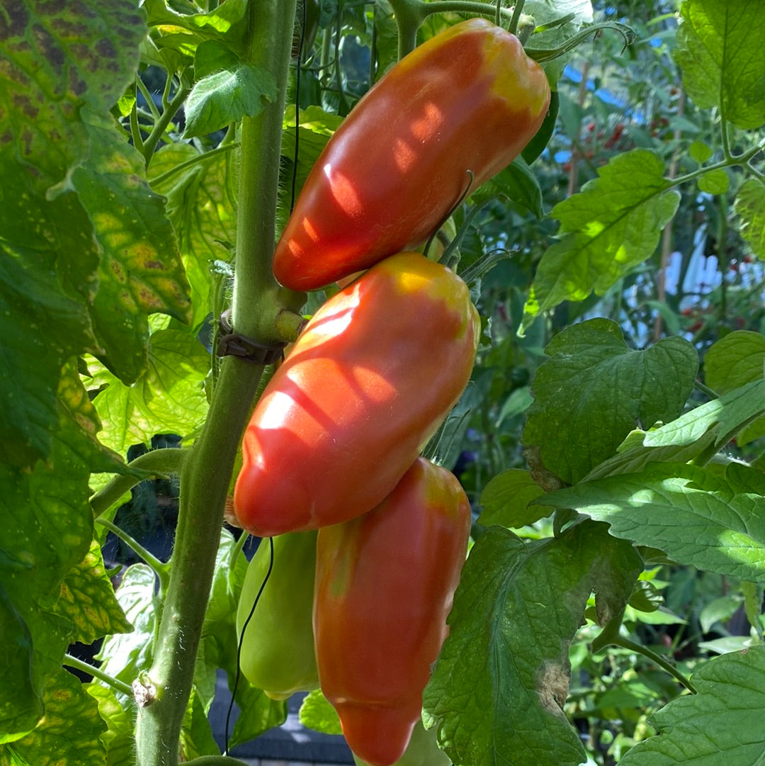 San Marzano Redorta saustomat