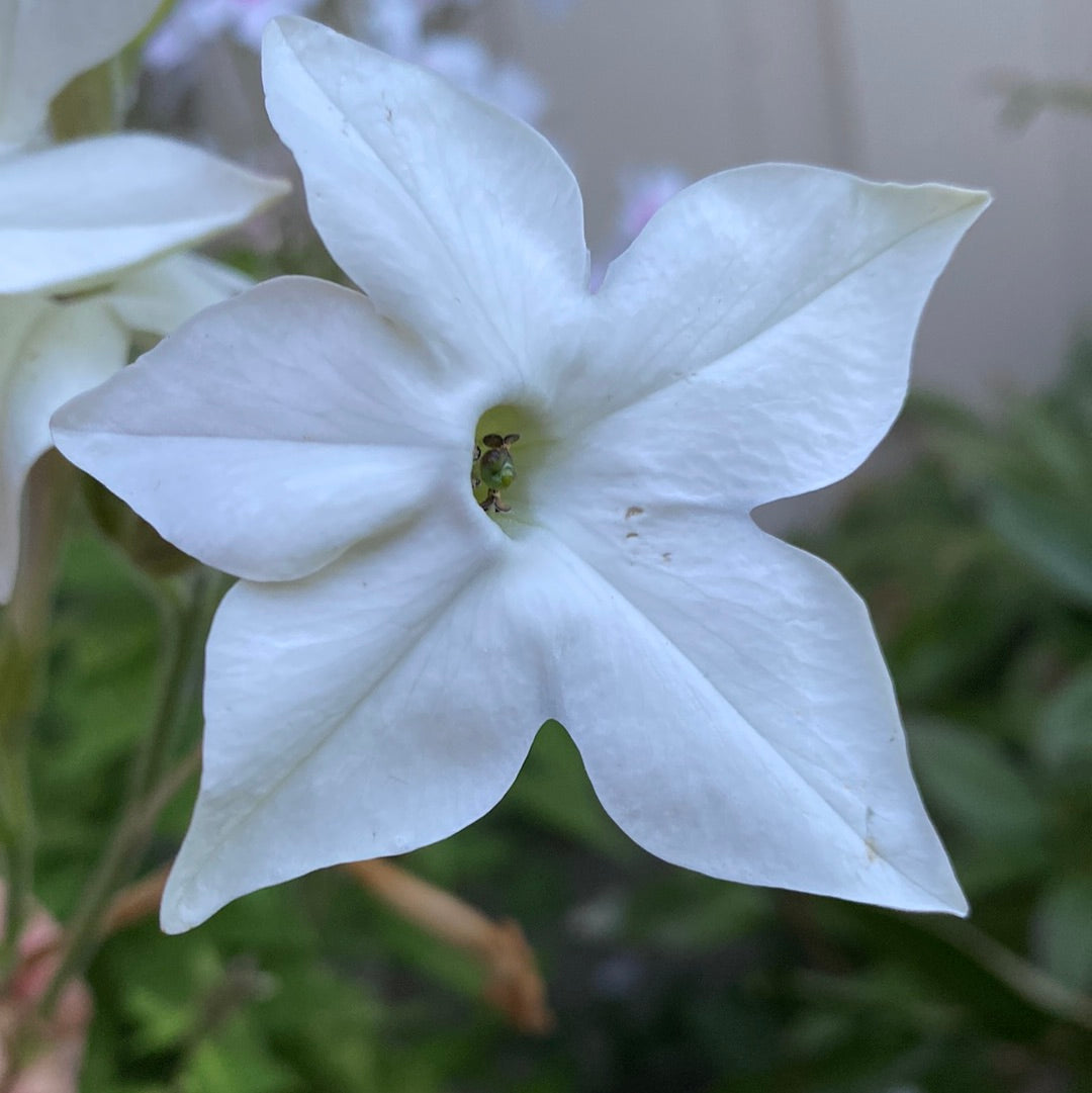 Tobakksplante høy hvit "Grandiflora"