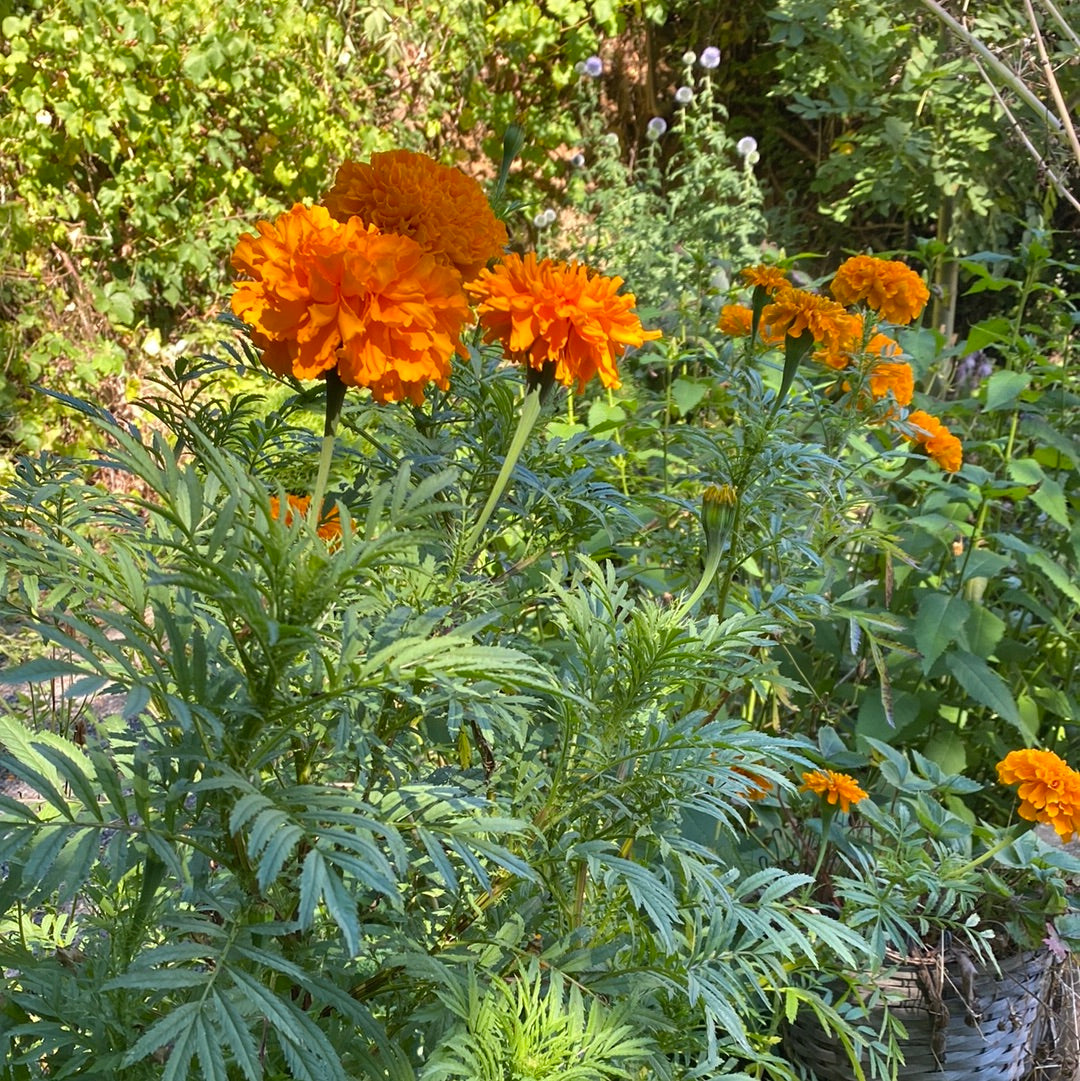 Tagetes busk