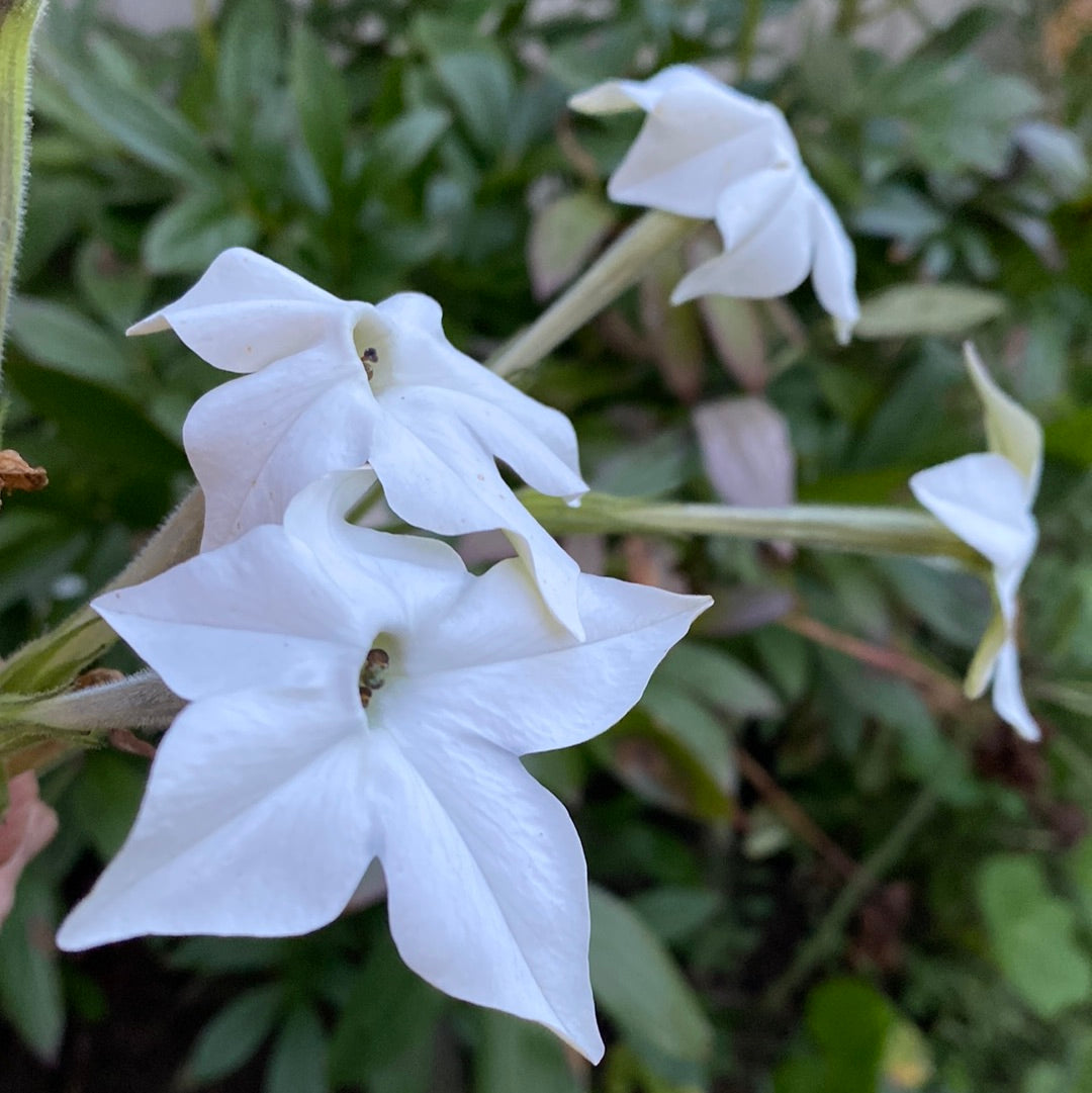 Tobakksplante høy hvit "Grandiflora"
