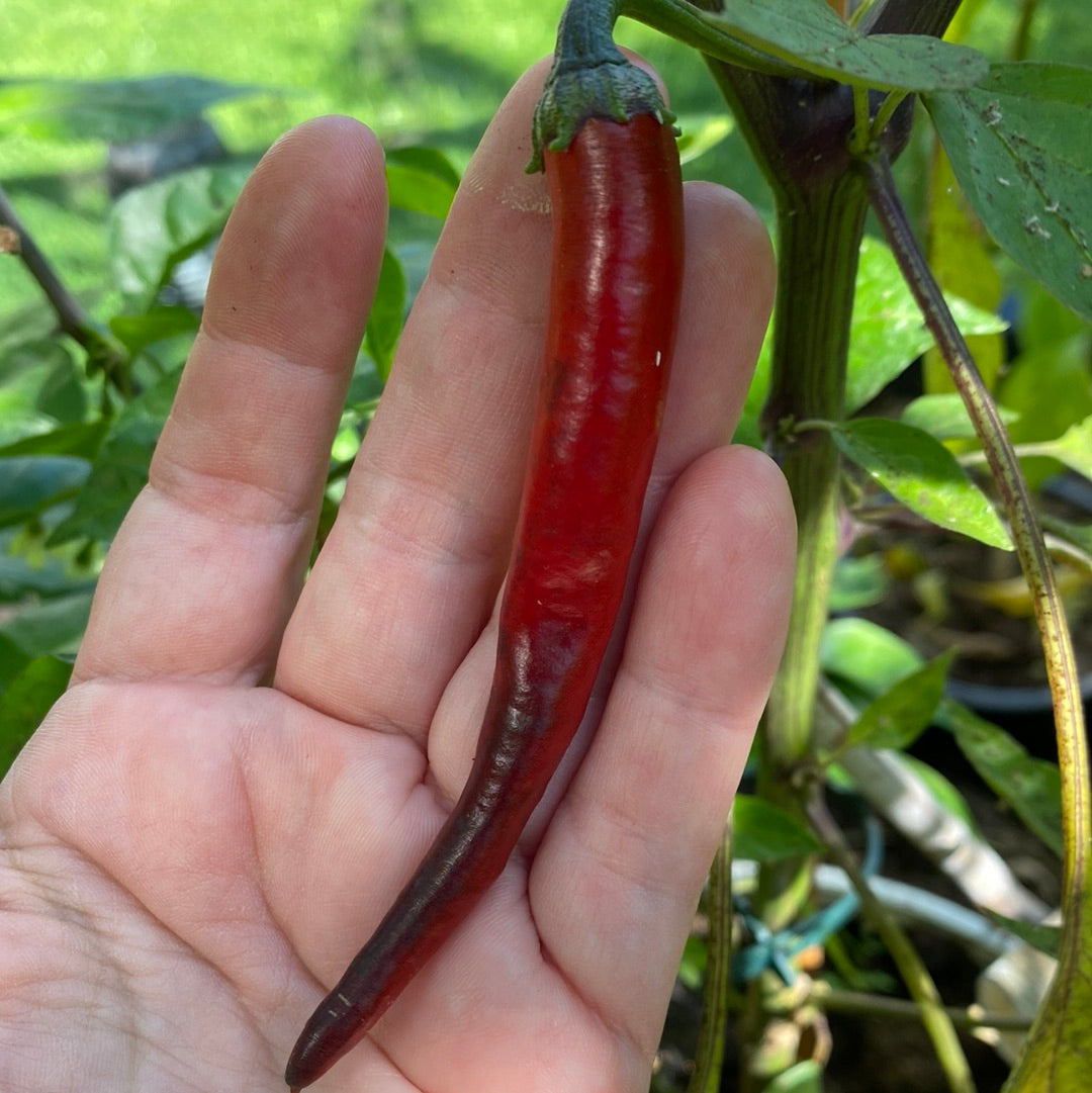 Chili Black Fangs