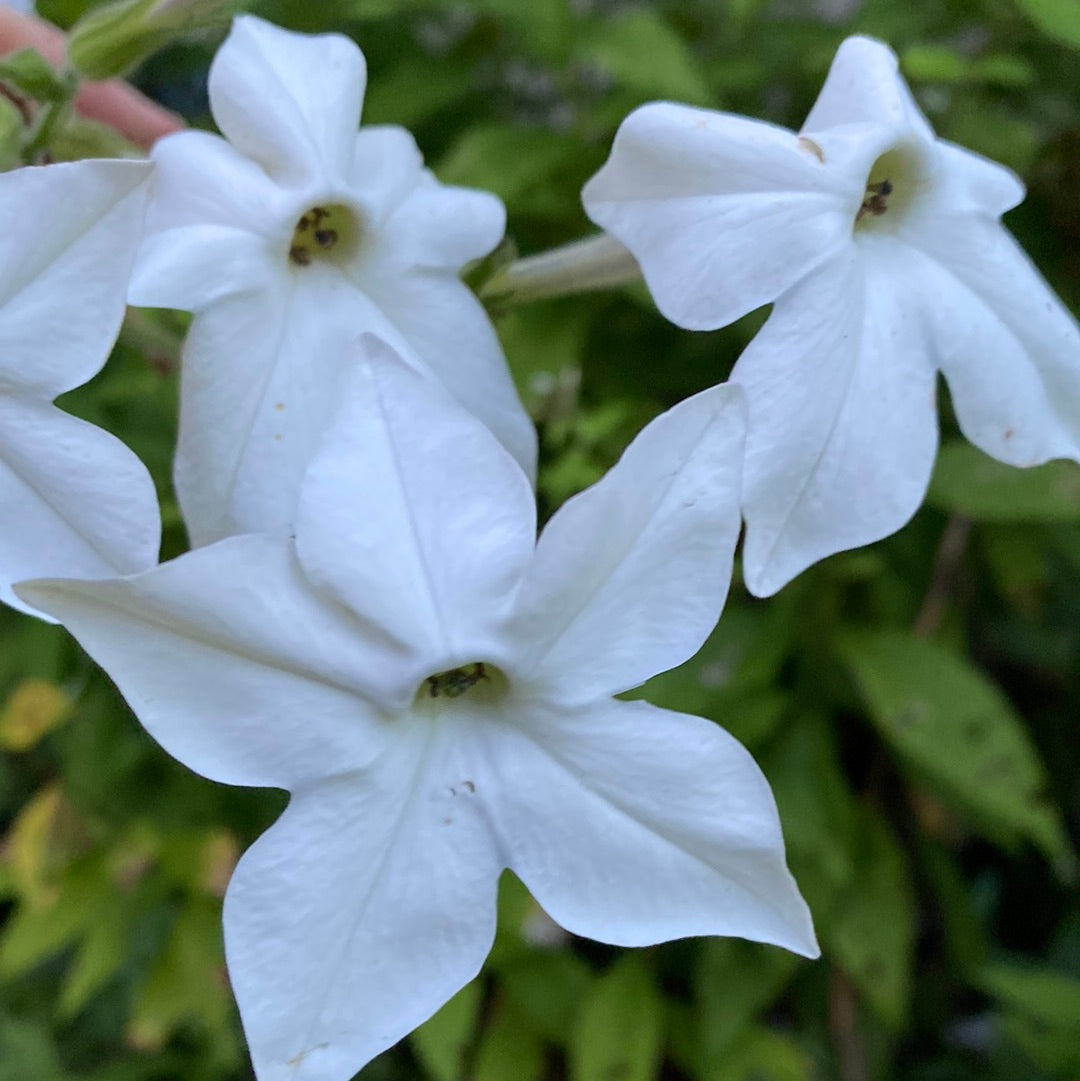 Tobakksplante høy hvit "Grandiflora"