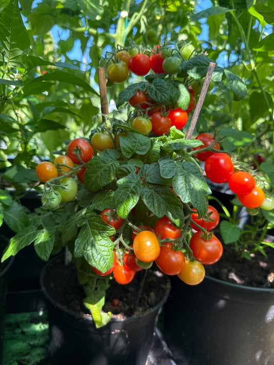Sweet & Neat Scarlet, microbusk