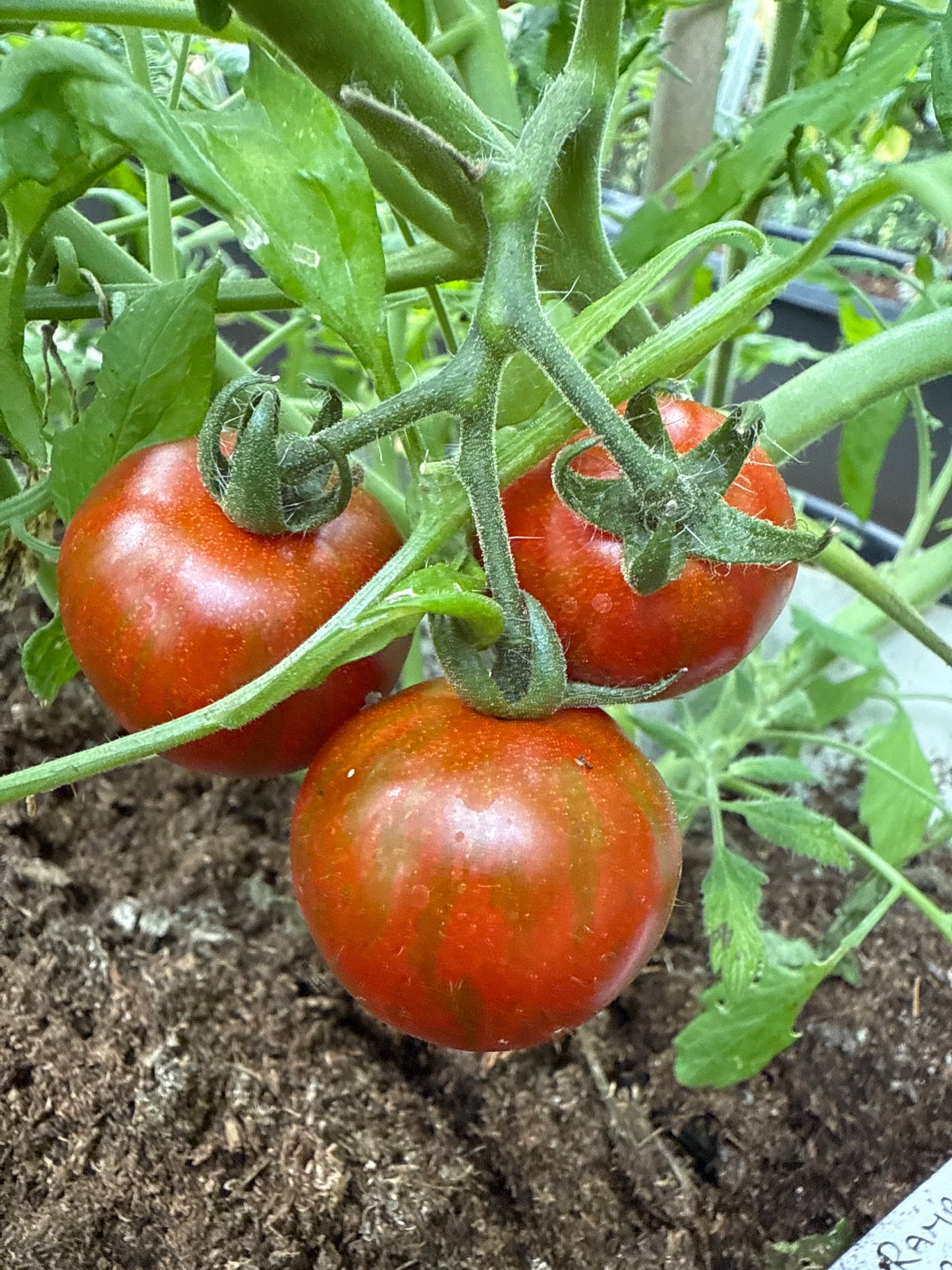 Rambling Red Stripe, ampel