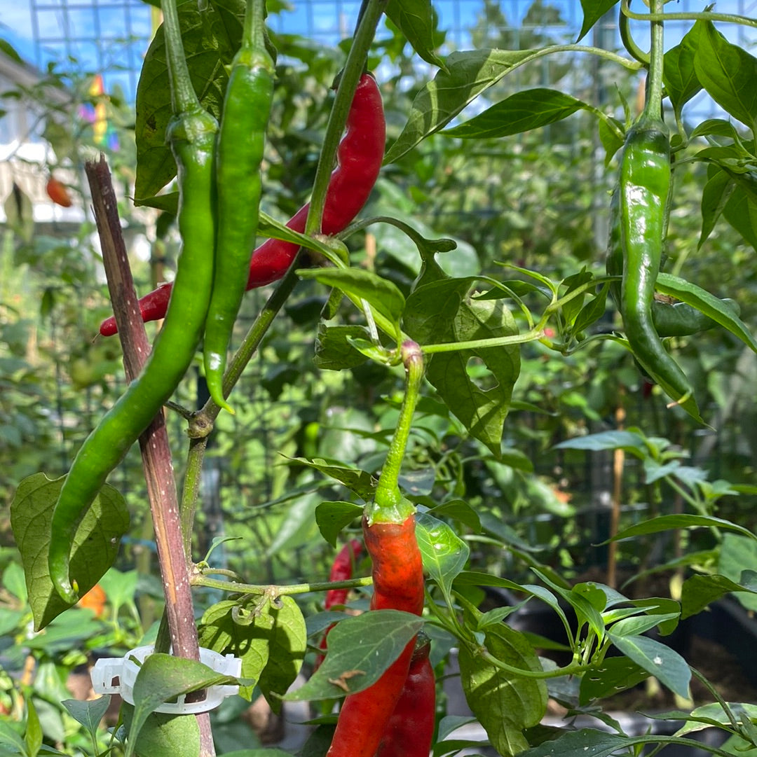 Cayenne long slim