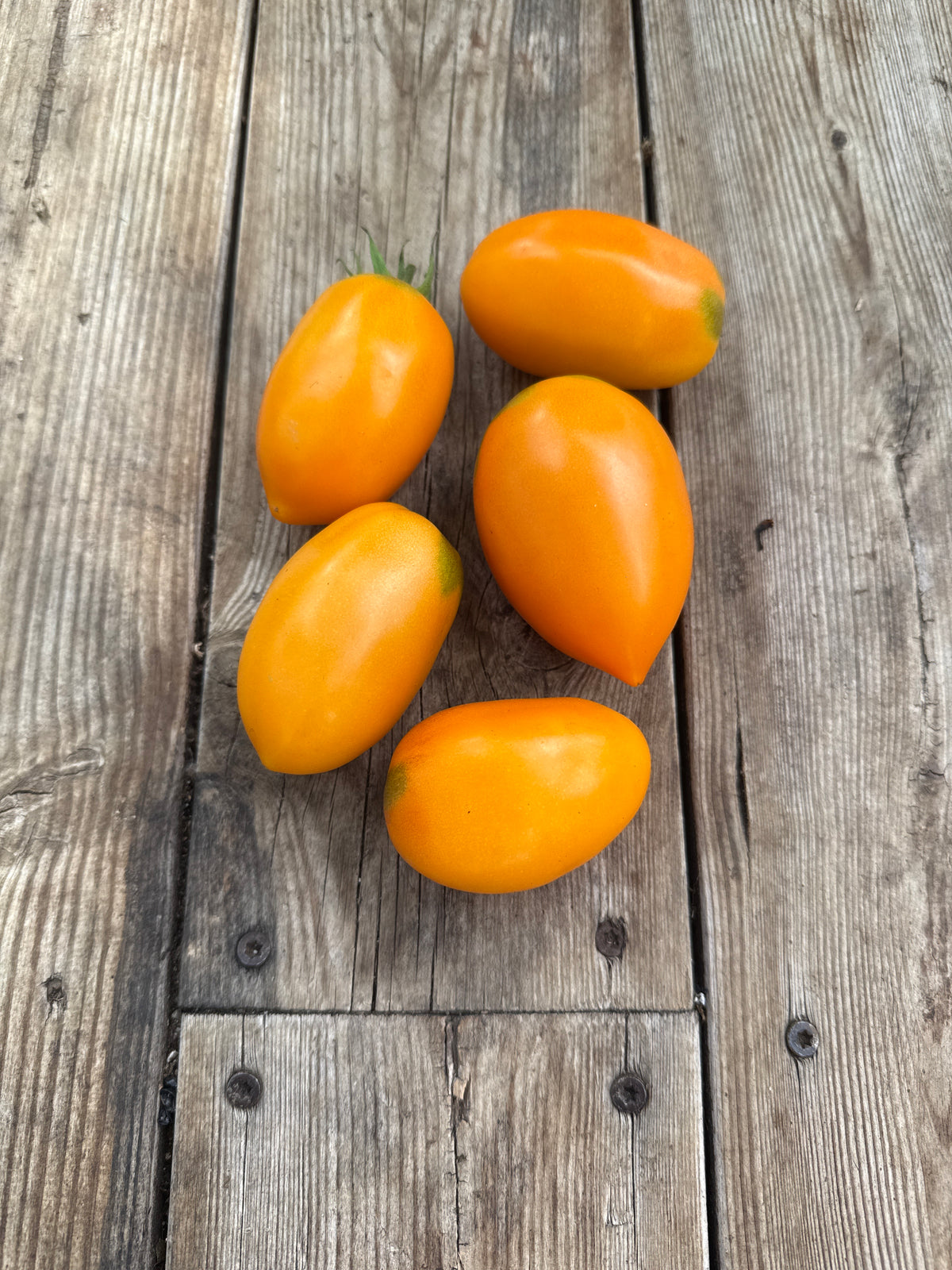 Orange Roma