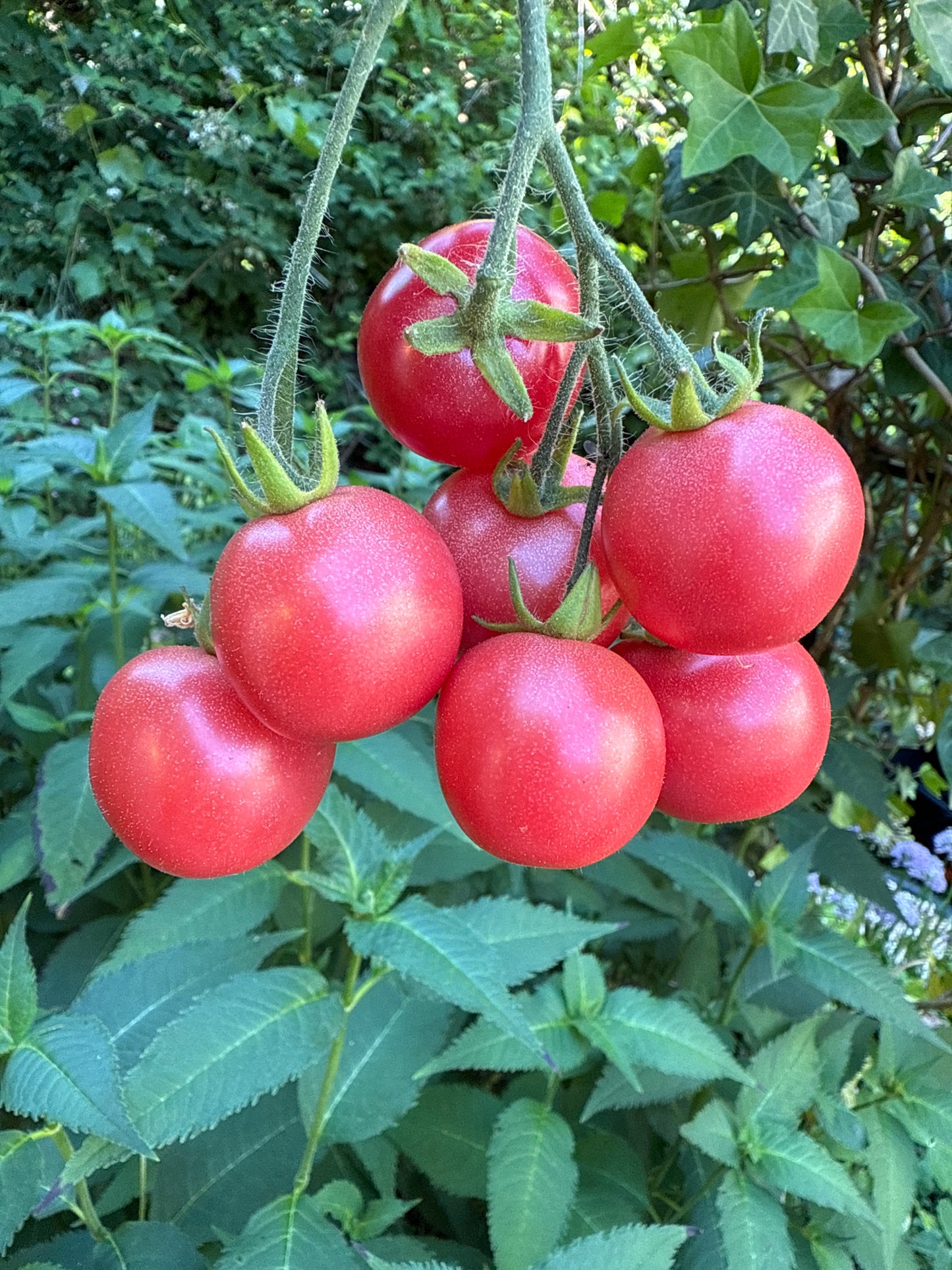 Gartenperle ampel