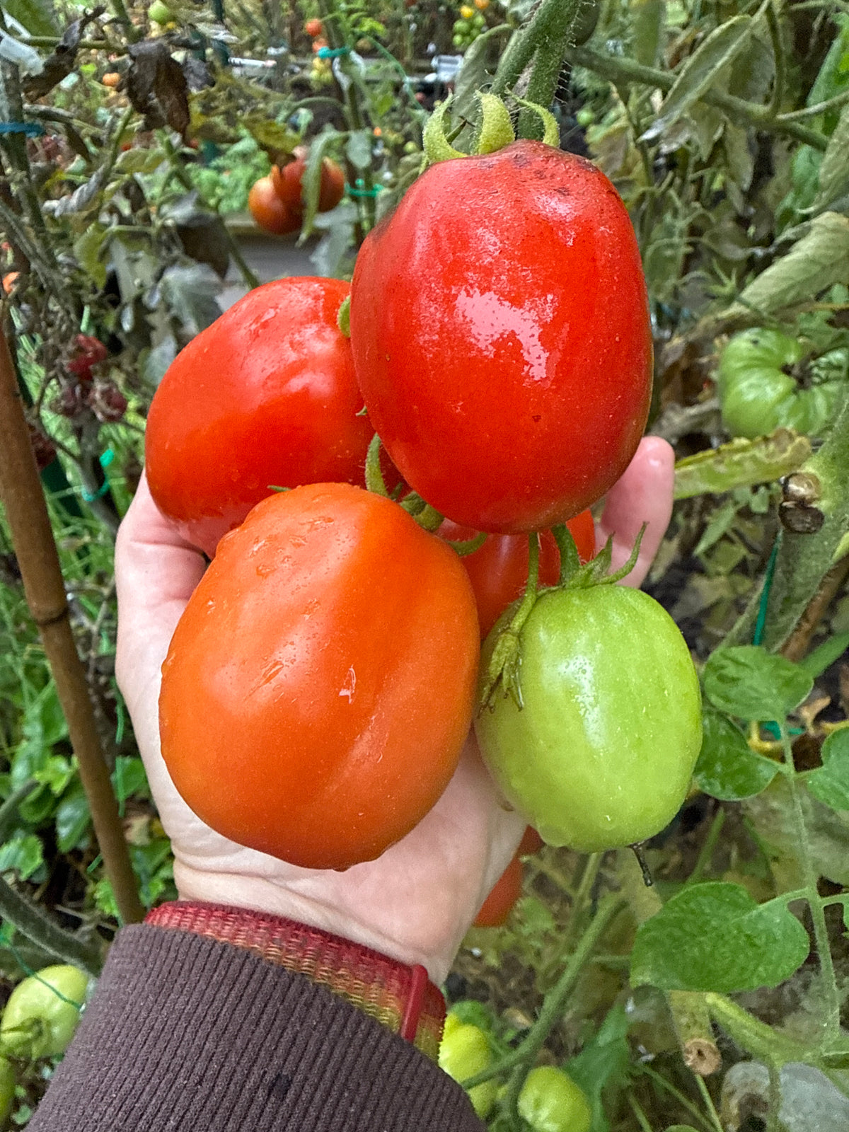 San Marzano Butalina