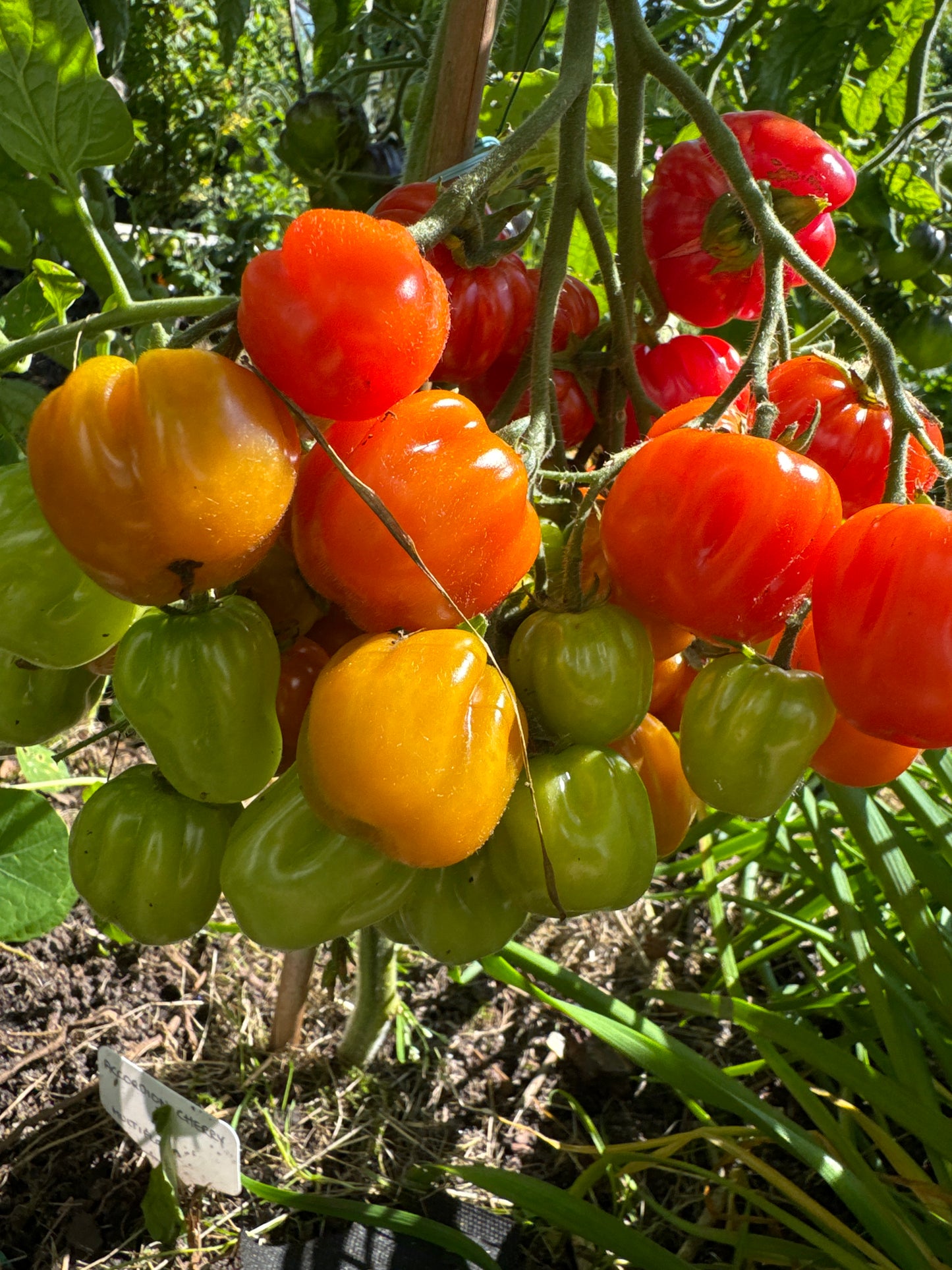 Accordion Cherry, multiflora