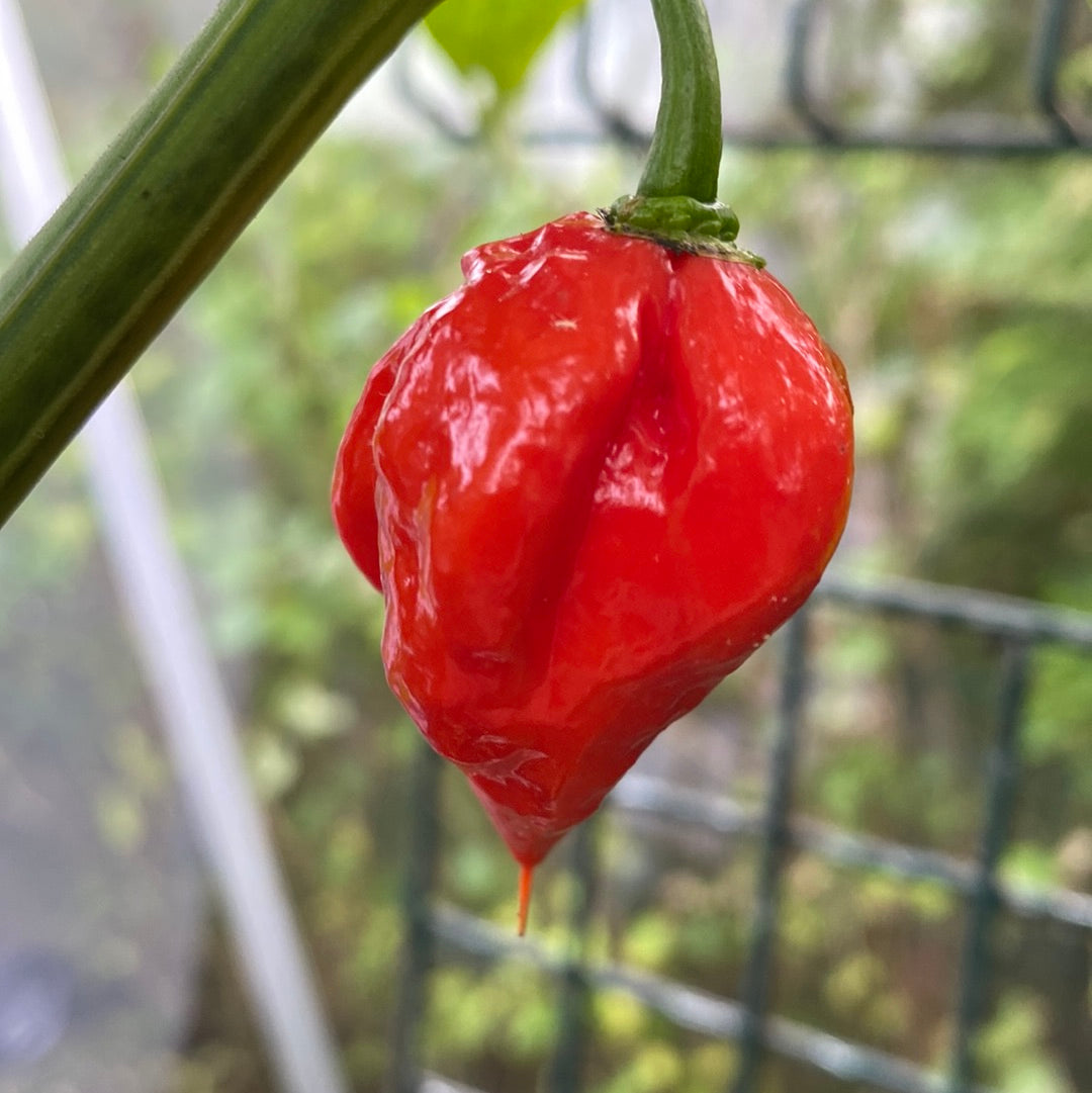 Carolina Reaper red