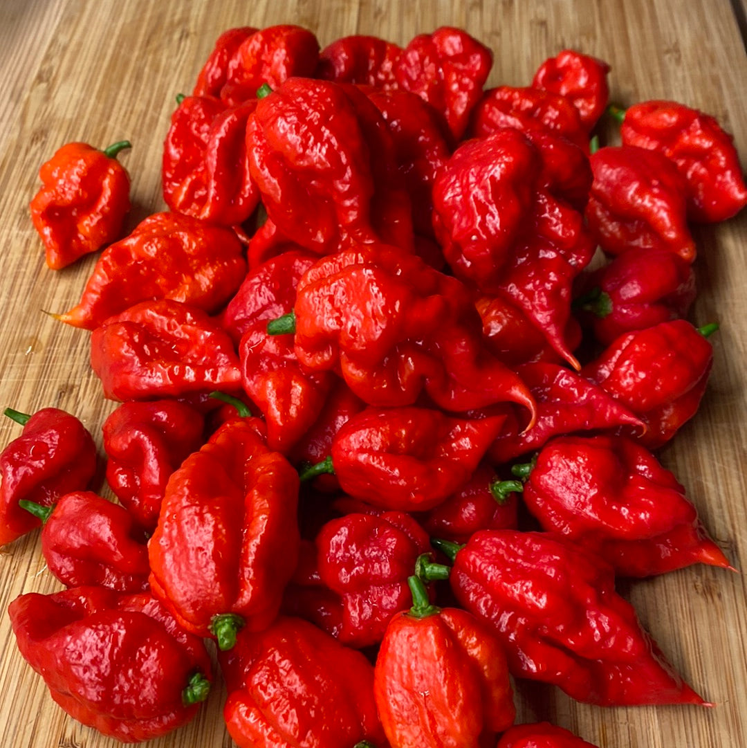 Trinidad moruga scorpion