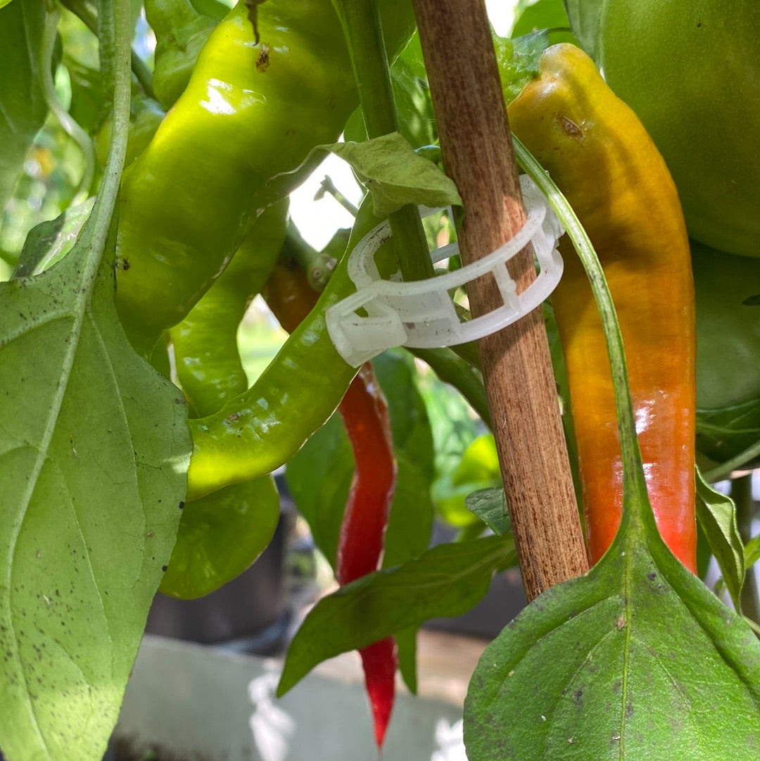 Lombardo Chili