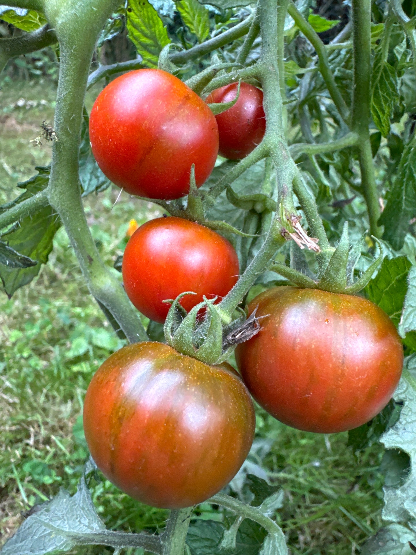 Rambling Red Stripe, ampel