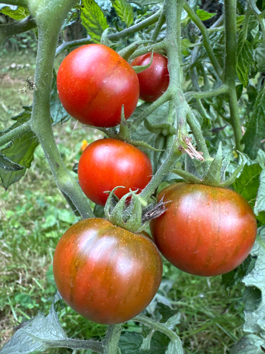 Rambling Red Stripe, ampel