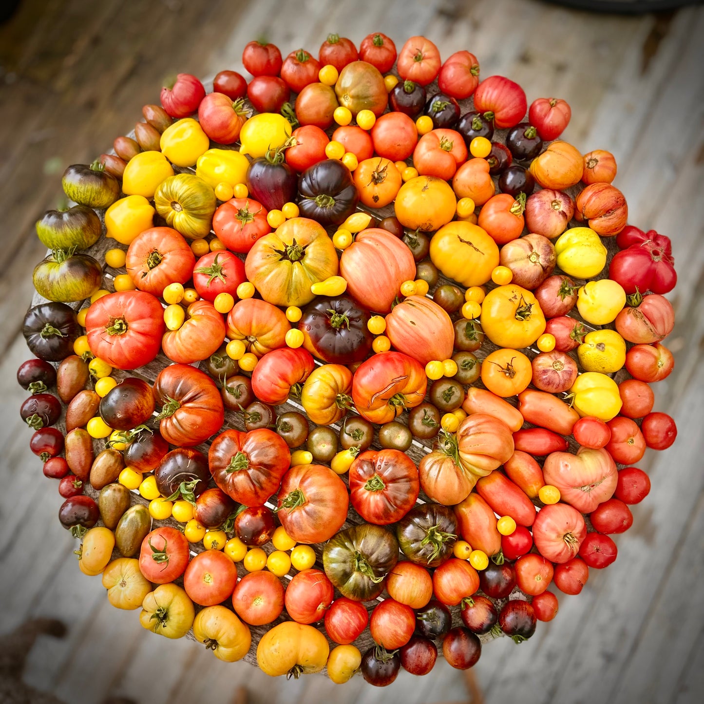 Diverse tomatfrø 10 poser (OBS! Datovare)