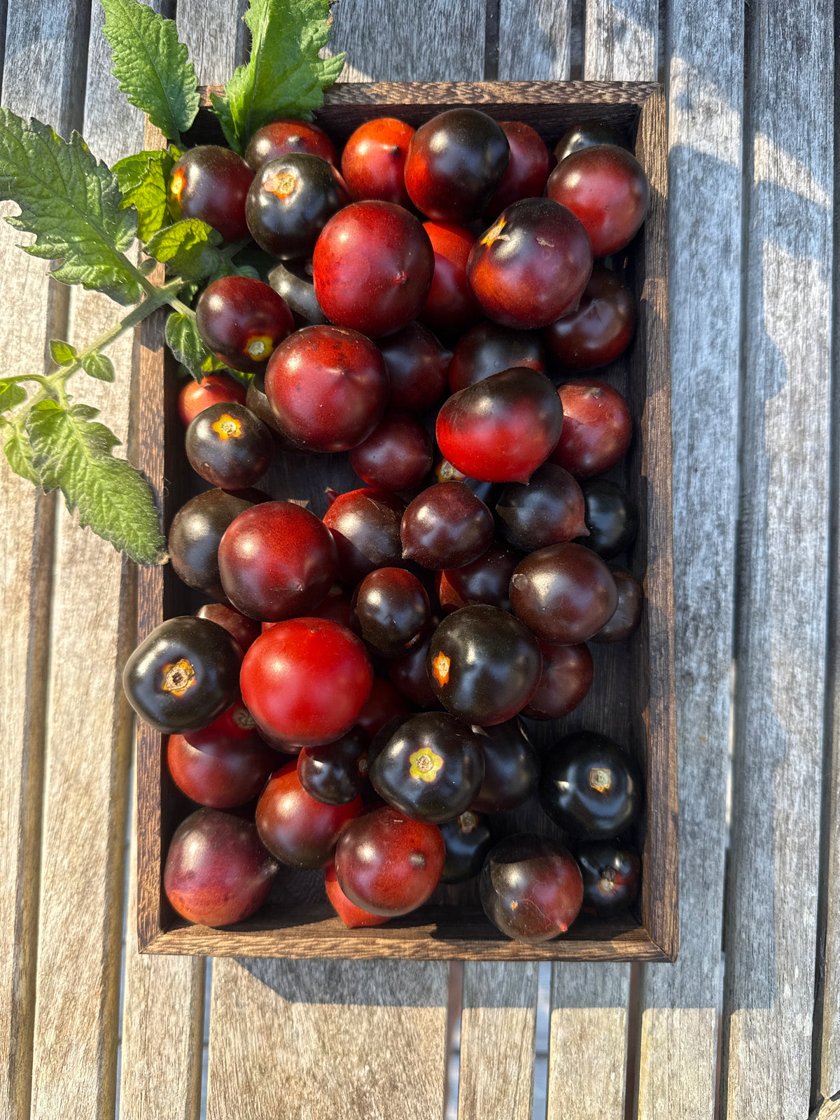 Blaue Zimmertomate,  Microbusk