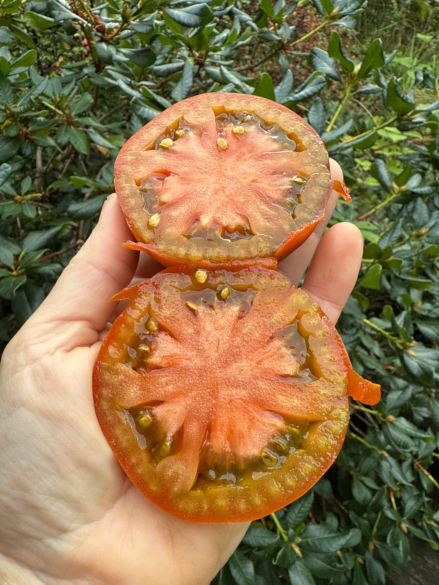 Thornburns Terracotta