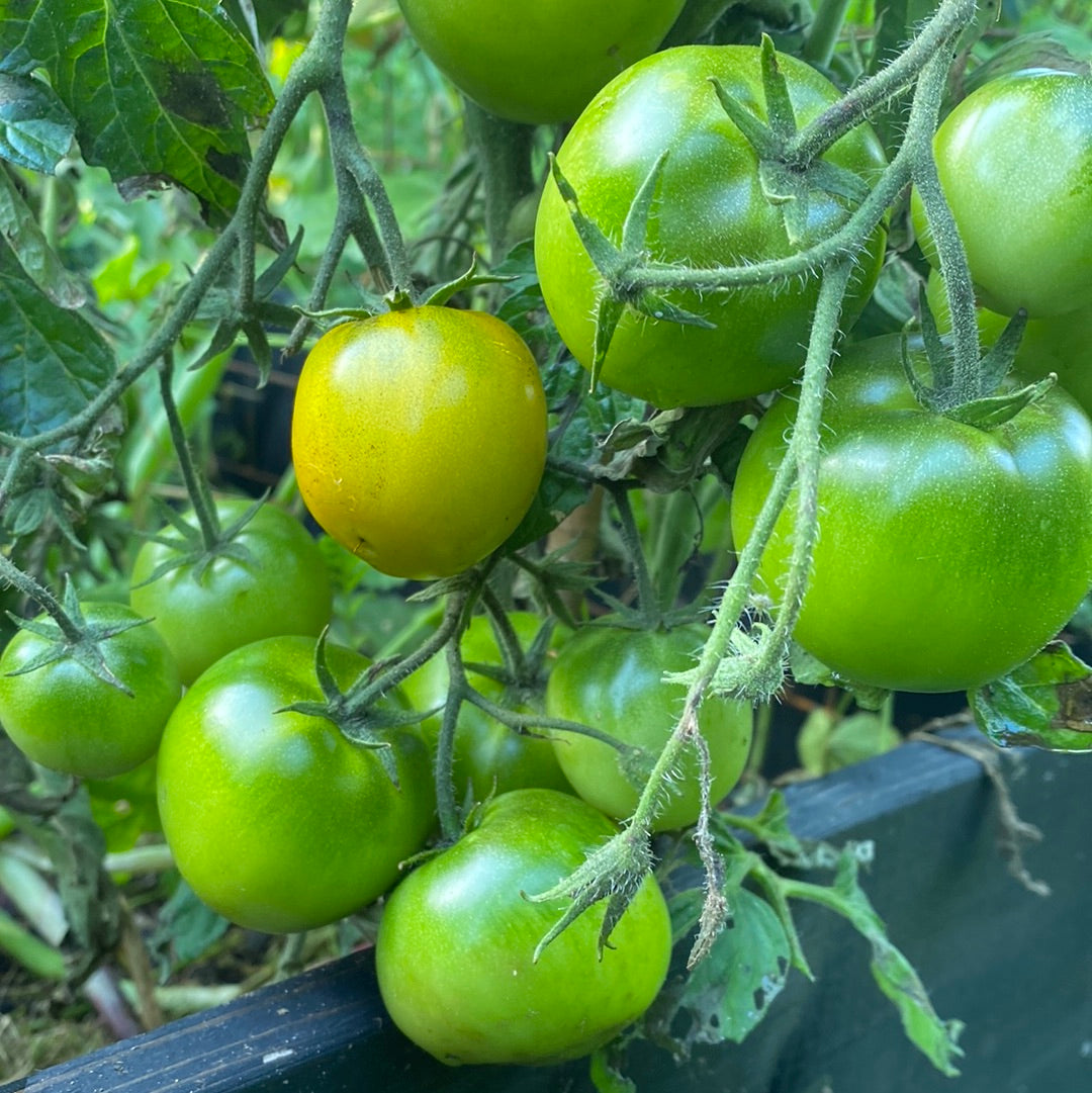 Lime Green Salad , busk