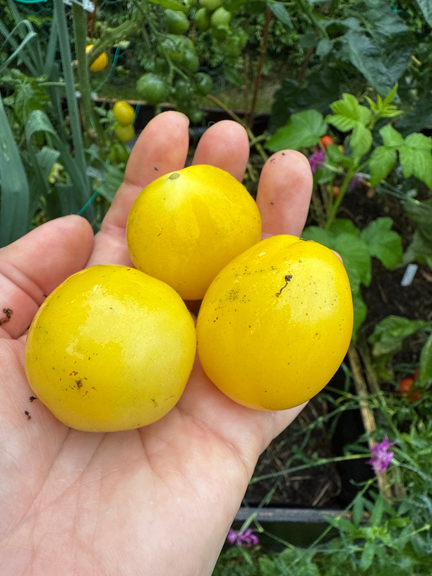 Beam’s Yellow Pear