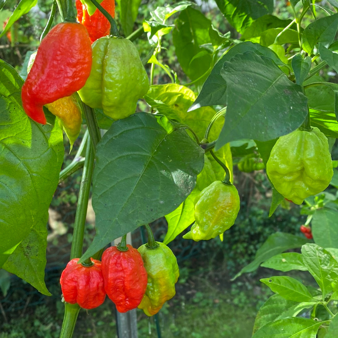 Trinidad moruga scorpion