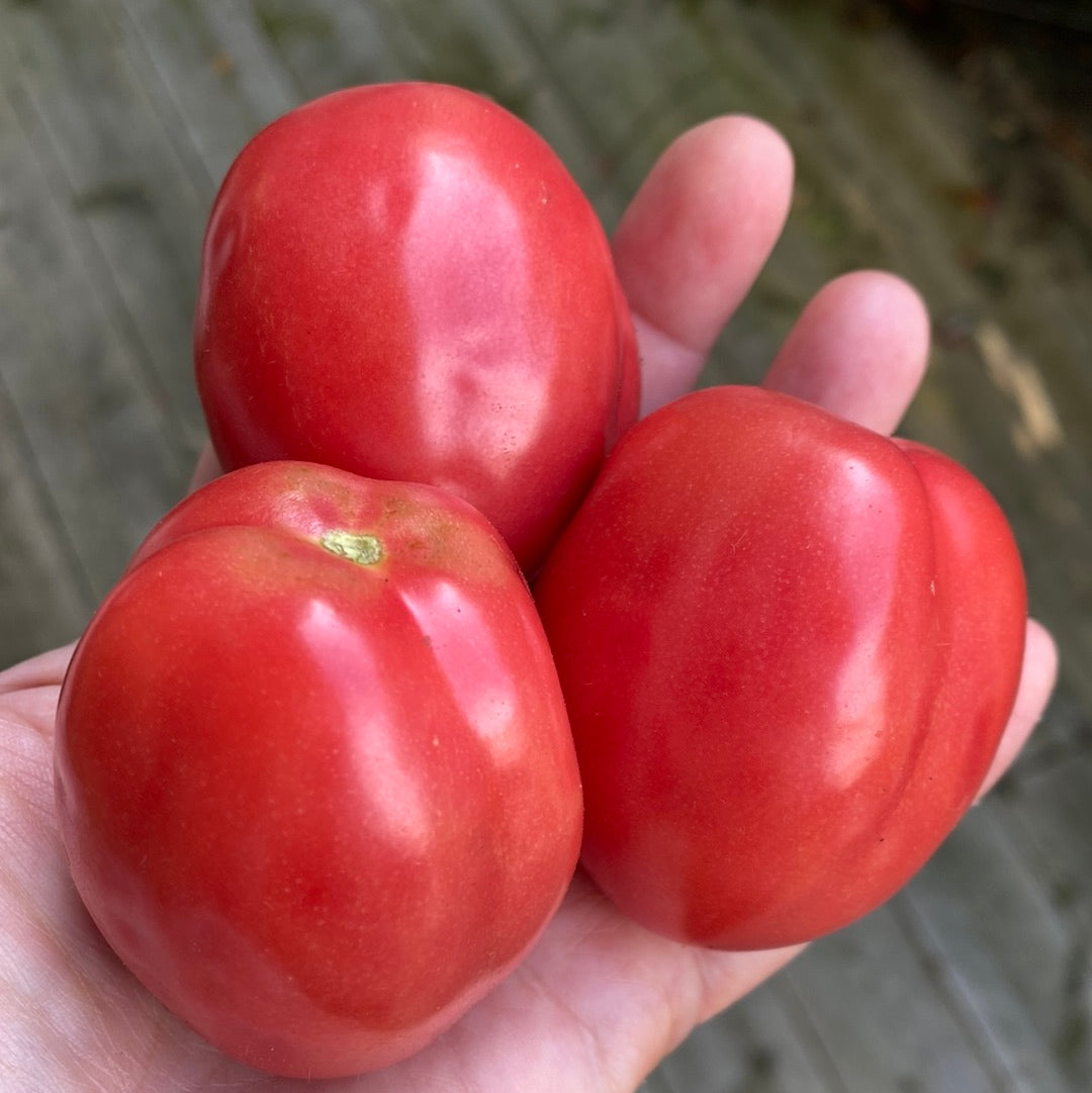 Pink Thai Egg, Busktomat