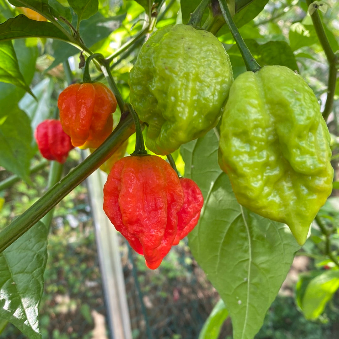 Trinidad moruga scorpion