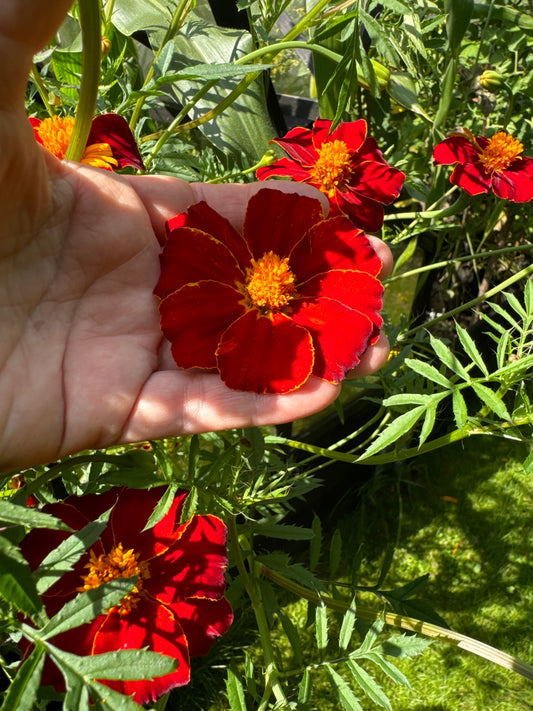 Tagetes, Cinnabar from Great Dixter