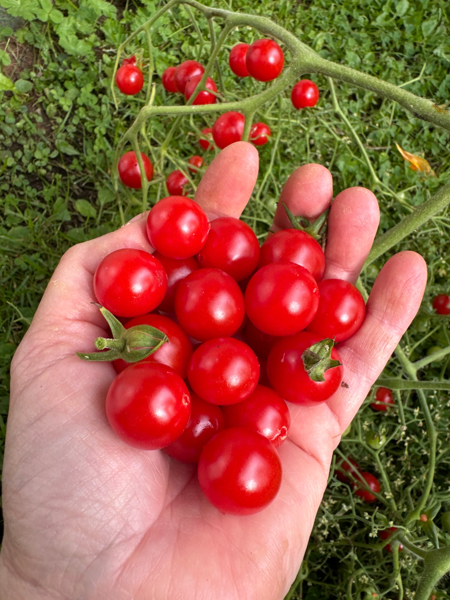 Necklace Red, Multiflora