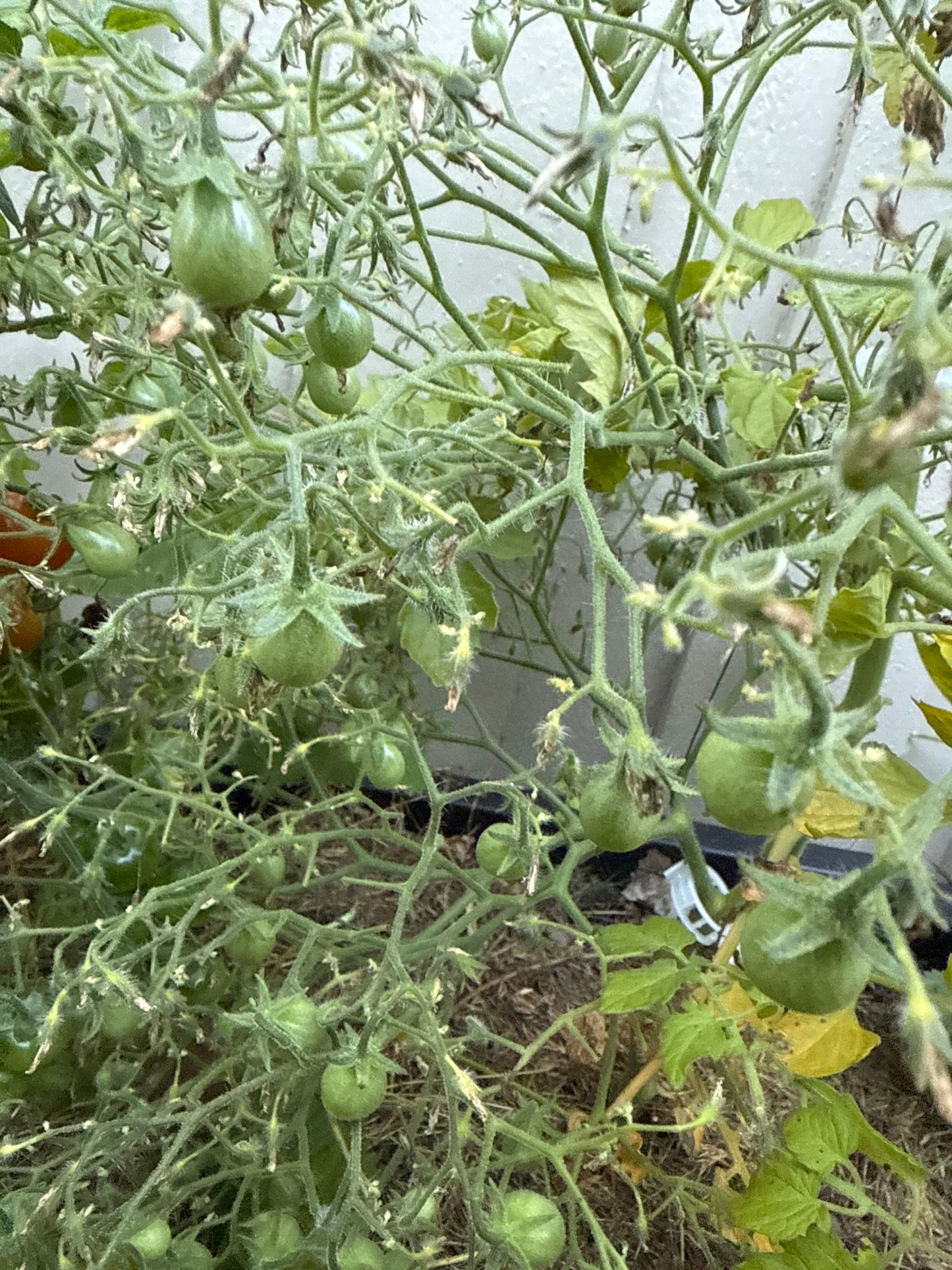 Galapagos Cheesmannii, multiflora