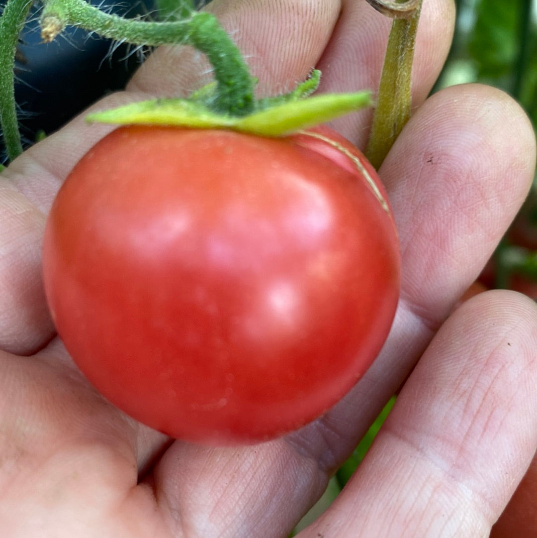 Pearly Pink Orange , ampel/krukketomat