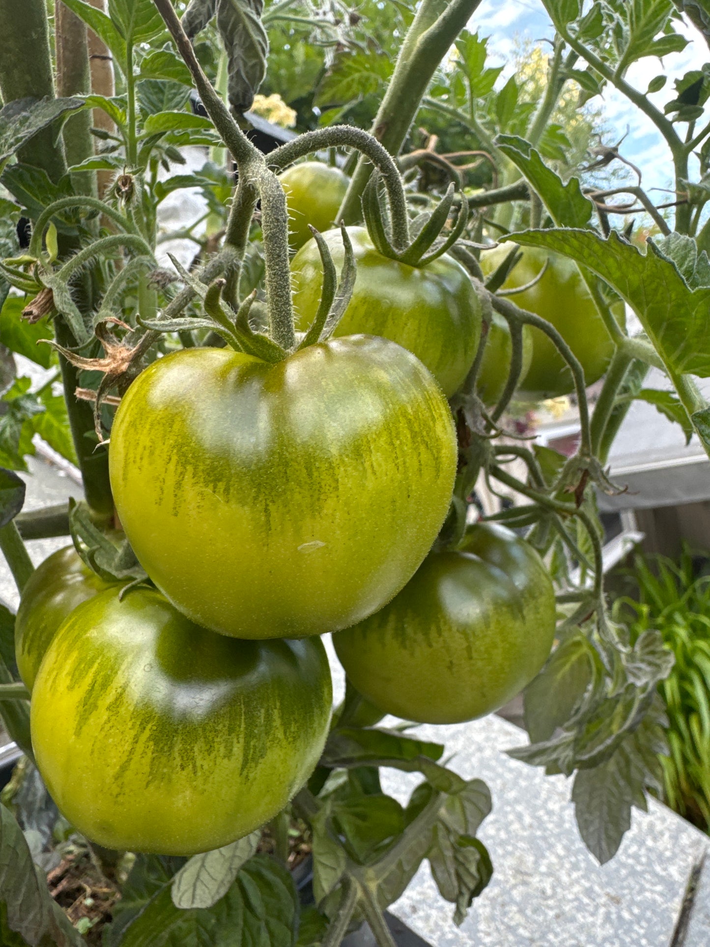 Lime Green Salad , busk