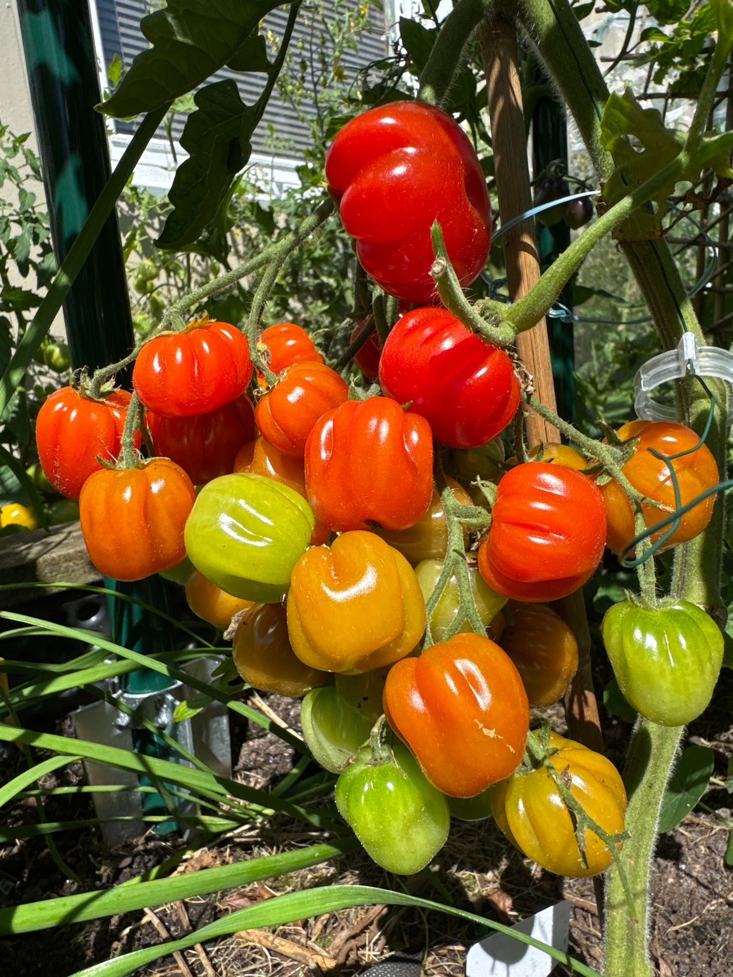 Accordion Cherry, multiflora