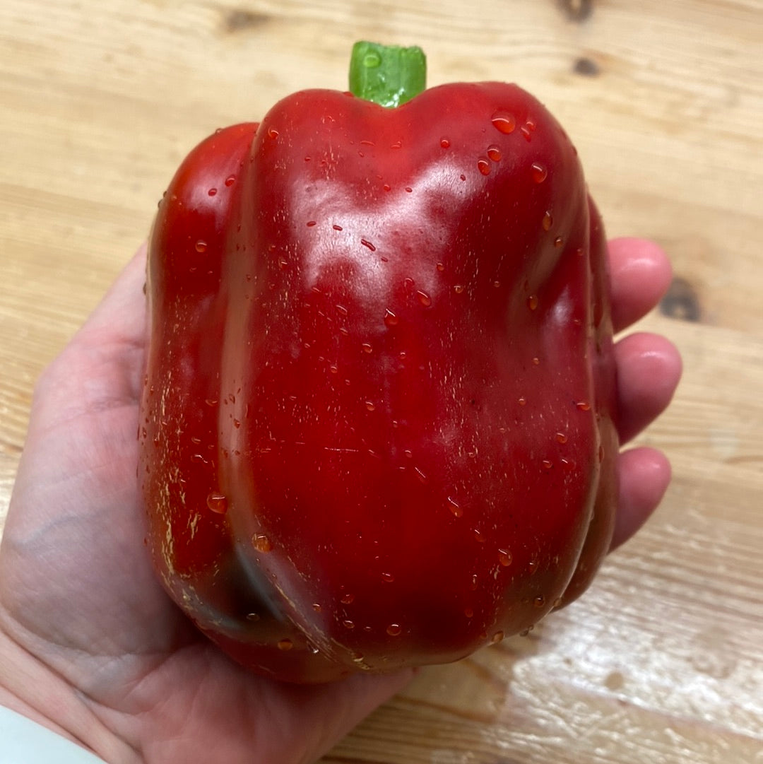 California Wonder Rød, Paprika – Fru Petunia