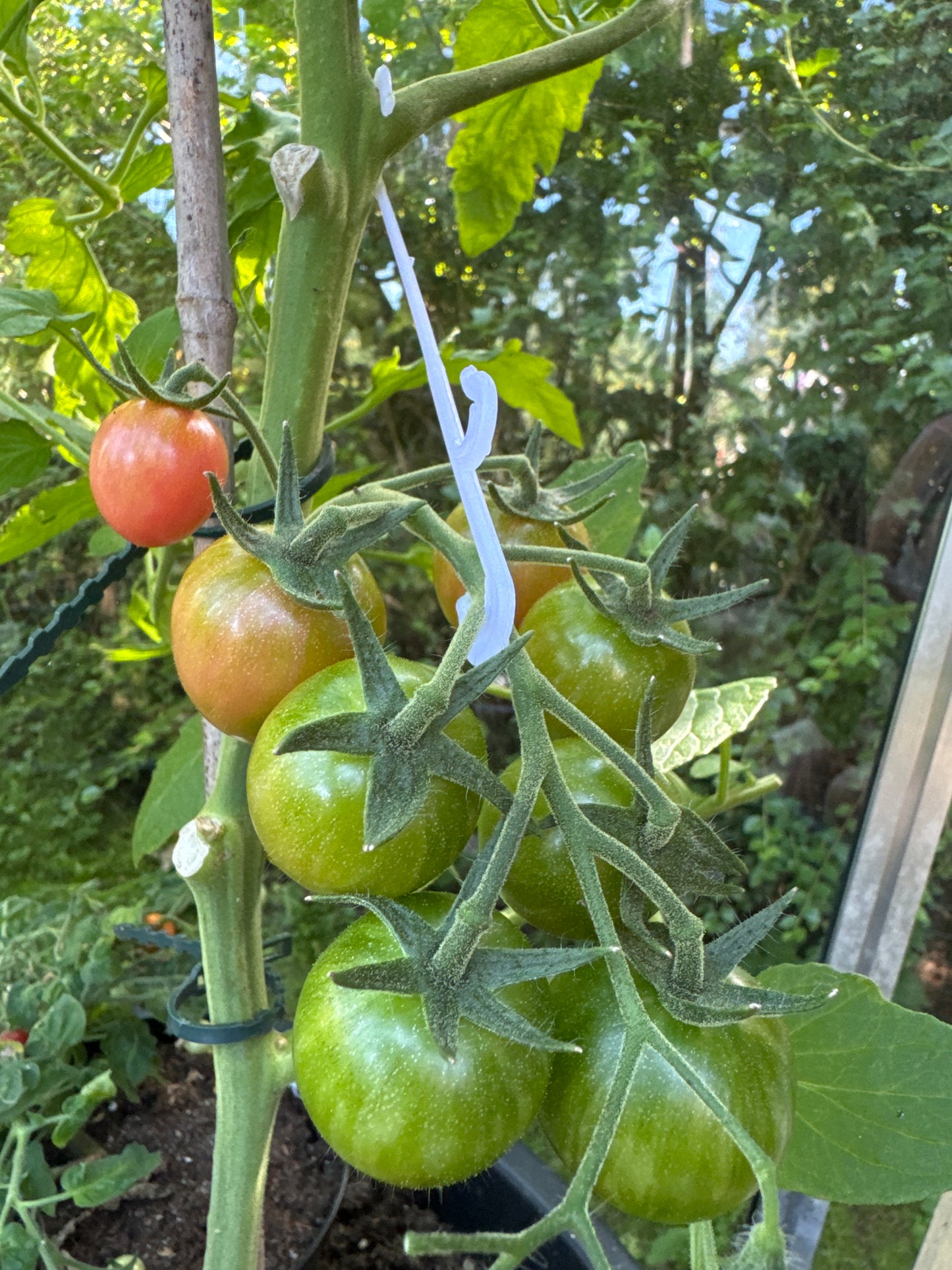 Oppheng til tunge tomatklaser