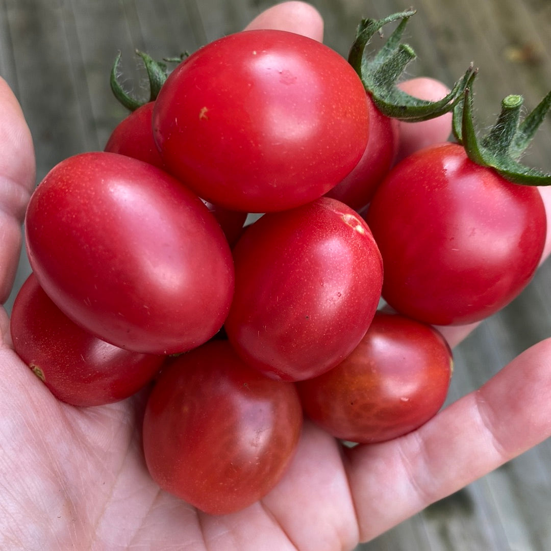 Pink Grape Cherry