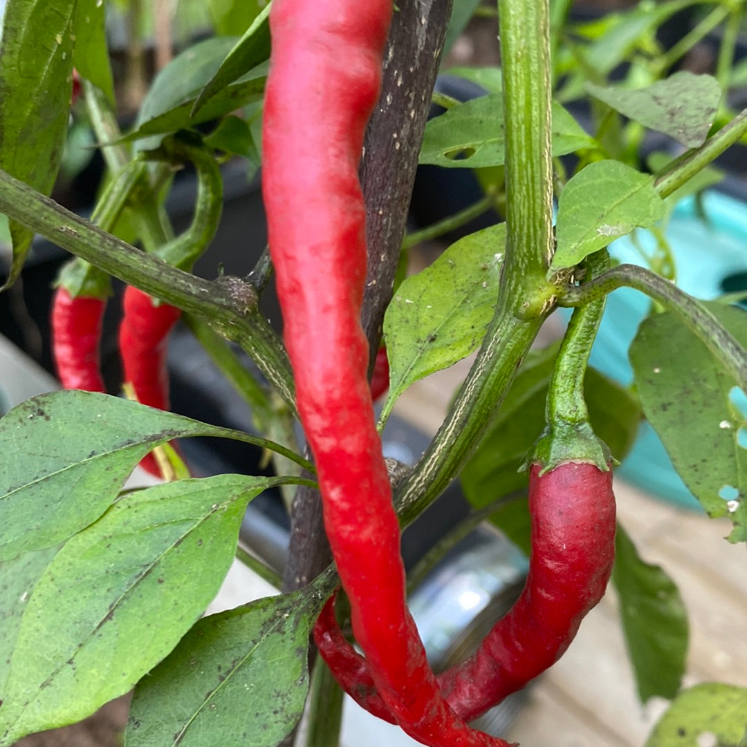 Cayenne long slim