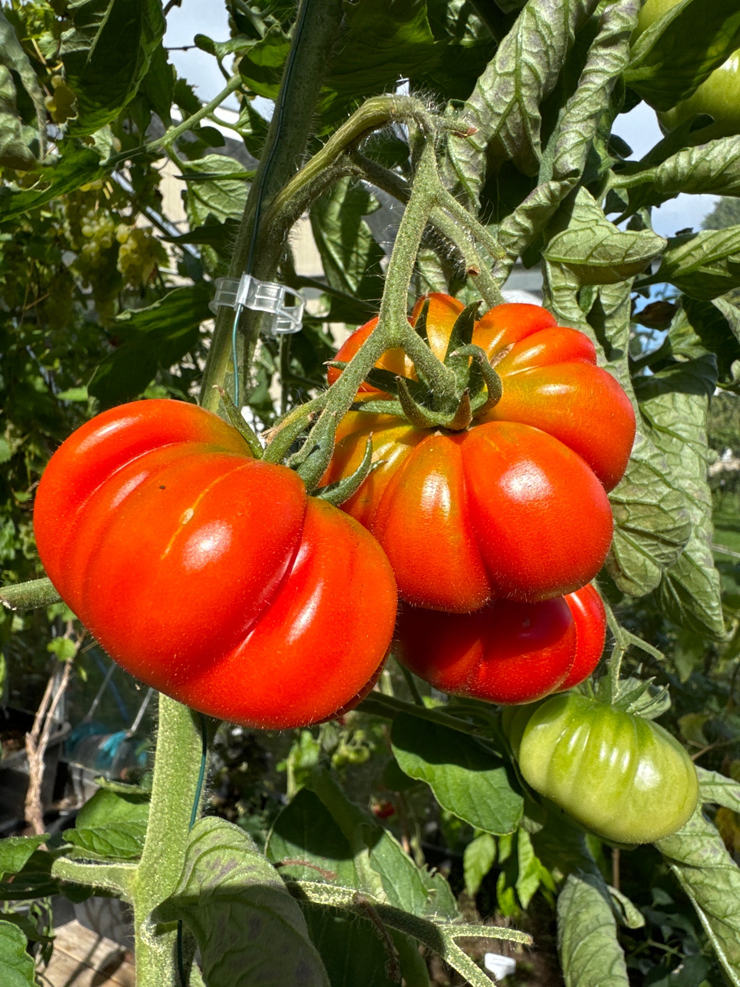 Finocchiaro’s Ribbed Red