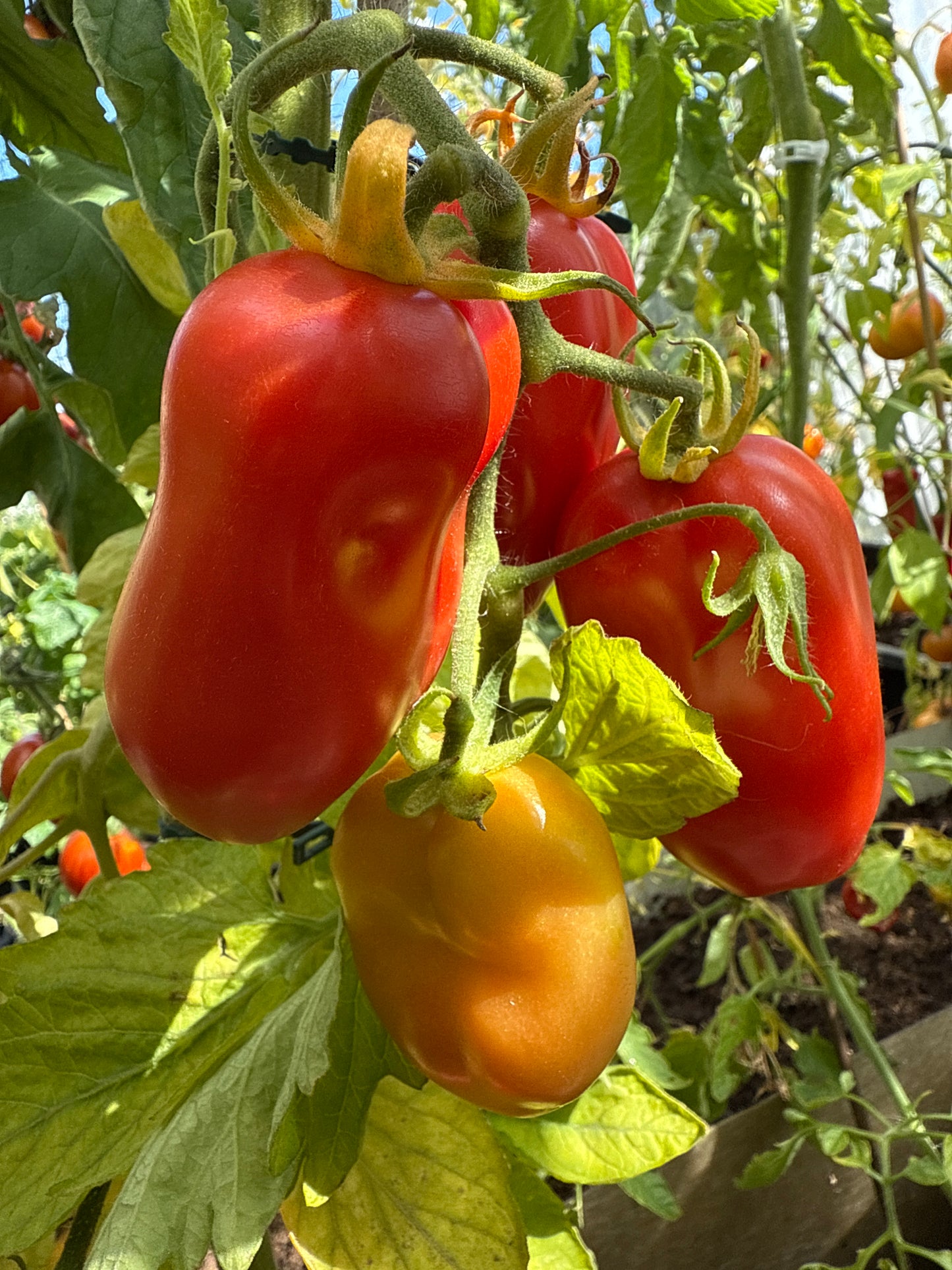 San Marzano