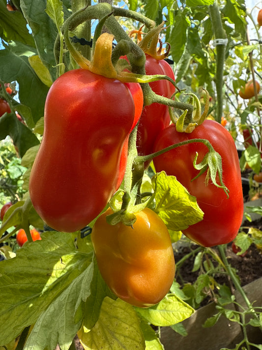 San Marzano