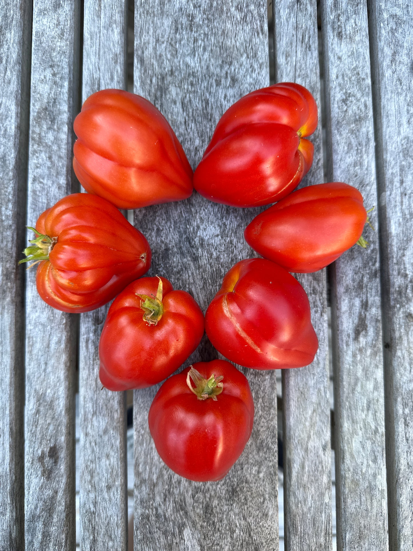 Rote Herztomate multiflora